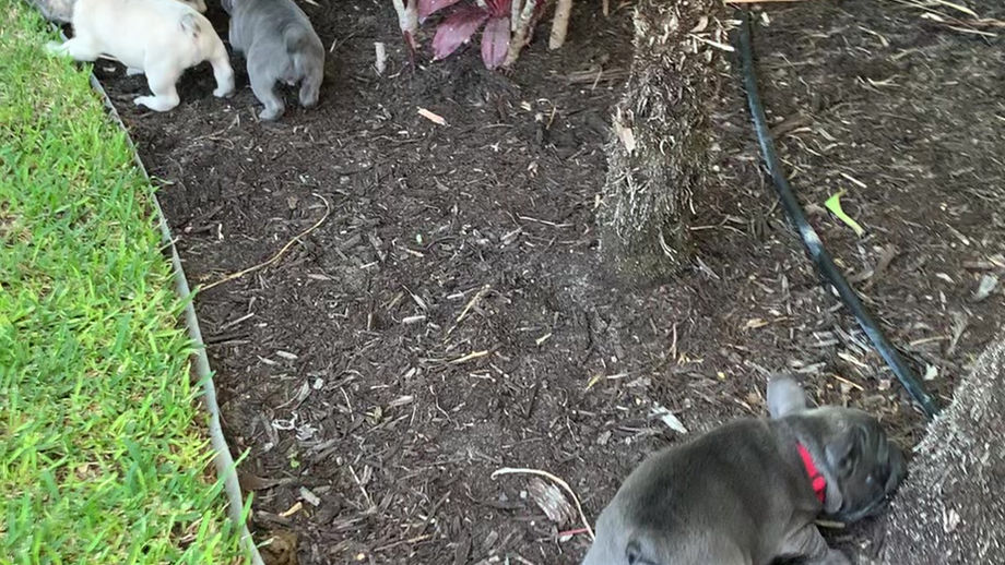 Betty's & Lily's puppies